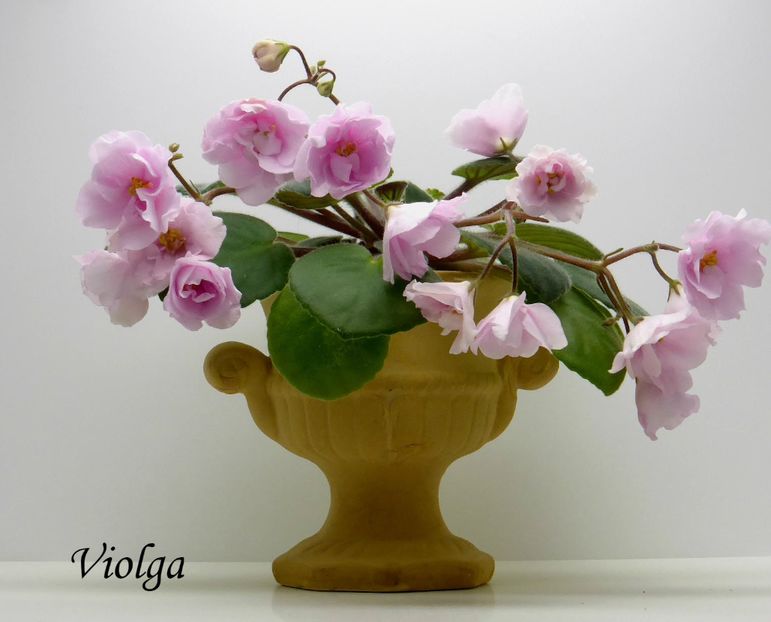 Rose Garden - Violete