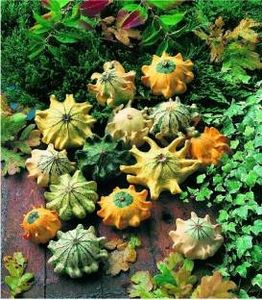 seminte-dovleac-ornamental-trnova-koruna - Amintiri