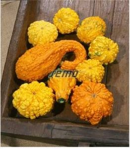 seminte-dovleac-ornamental-z-bradavic - Amintiri