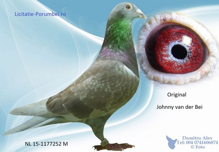  - Porumbei super top 2020 achizitii