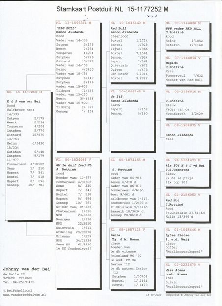 252ped - Porumbei super top 2020 achizitii