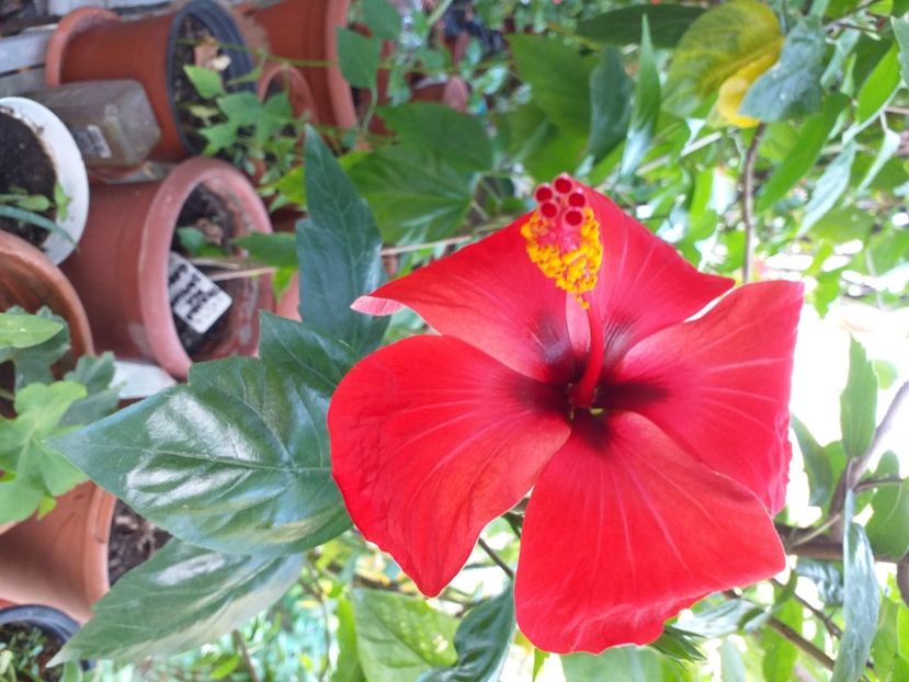 Trandafir japonez - Floricele 2020