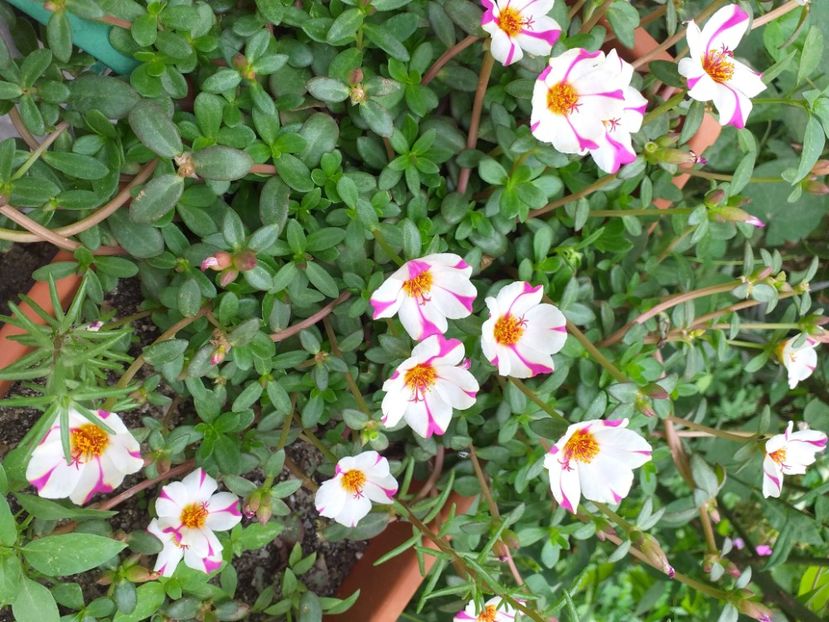 Portaluca - Floricele 2020