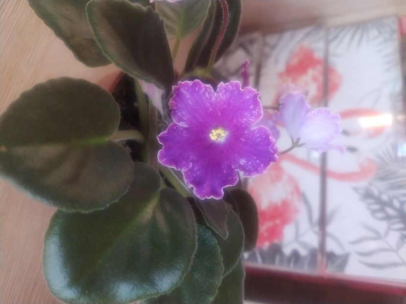 1 noiembrie 2020 - ZZZ_DS Izium