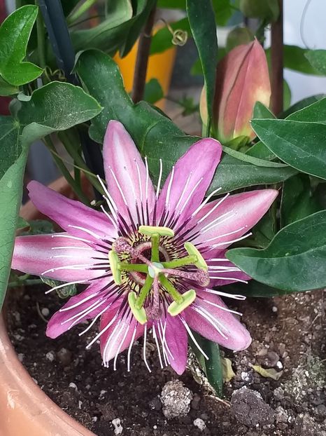 Floarea pasiunii mov - Floricele 2020