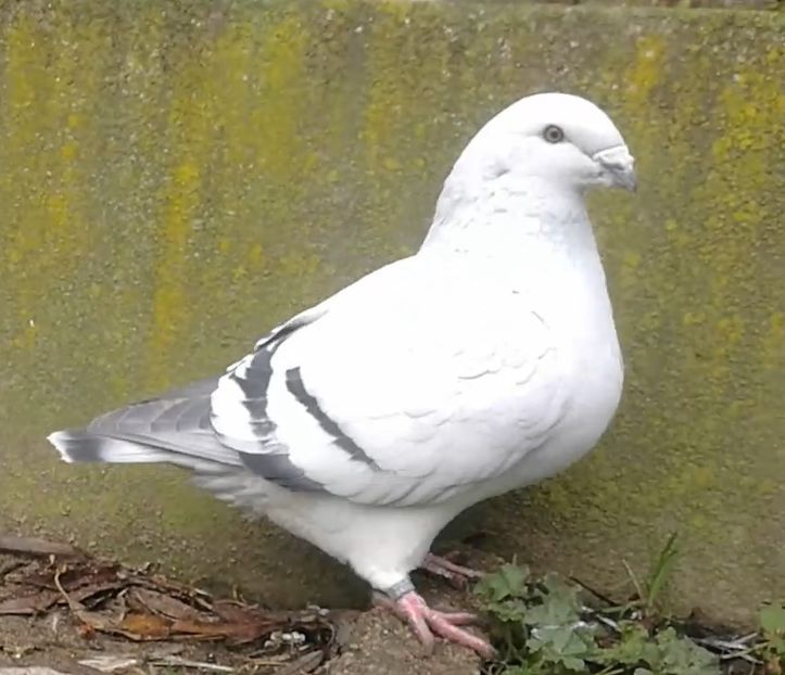 PL20-JRS 10 (M.) Archiwum - g- MLODE-2020 - Youth