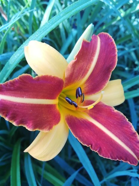  - Hemerocallis 2020