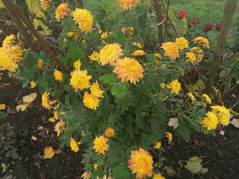  - Crizanteme si tufanele