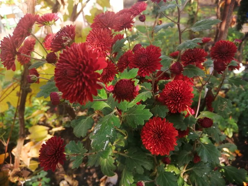  - Crizanteme si tufanele