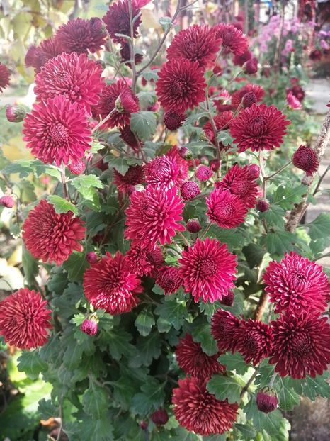  - Crizanteme si tufanele