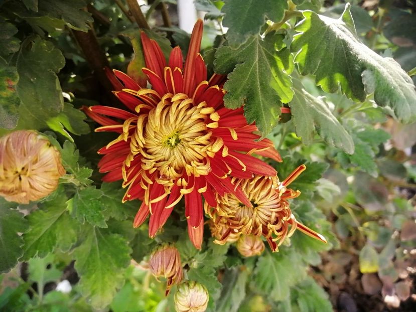  - Crizanteme si tufanele