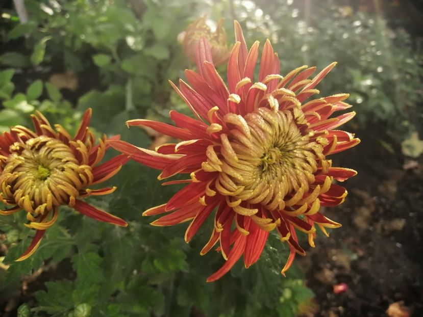  - Crizanteme si tufanele