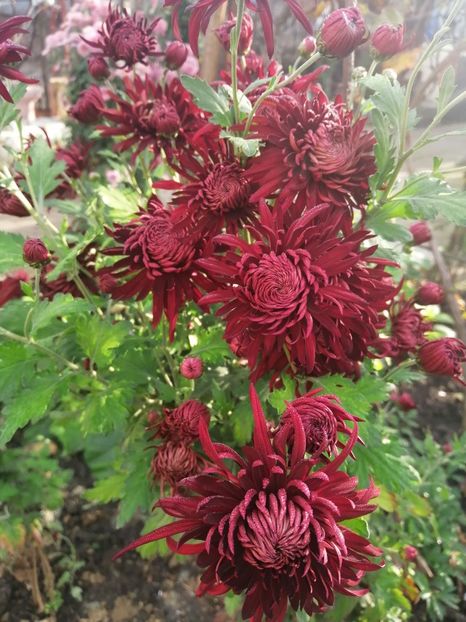  - Crizanteme si tufanele