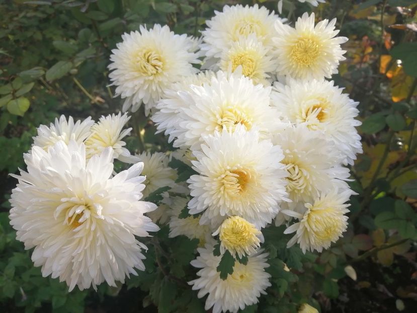  - Crizanteme si tufanele