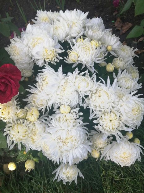  - Crizanteme si tufanele