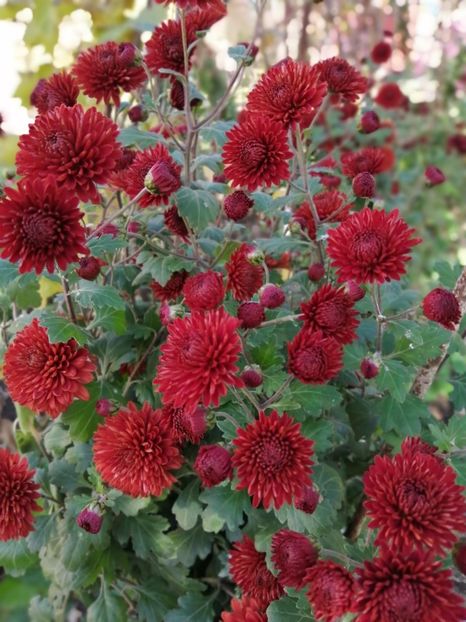  - Crizanteme si tufanele