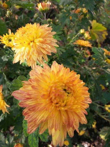  - Crizanteme si tufanele