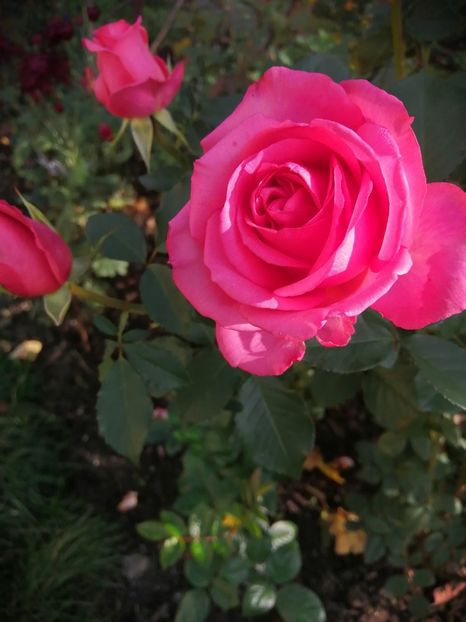  - Trandafiri 2020_2022 2023