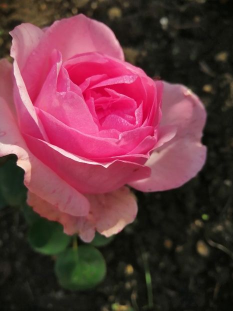  - Trandafiri 2020_2022 2023