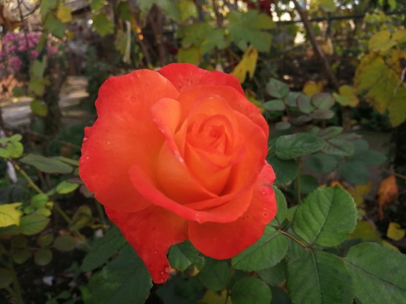  - Trandafiri 2020_2022 2023