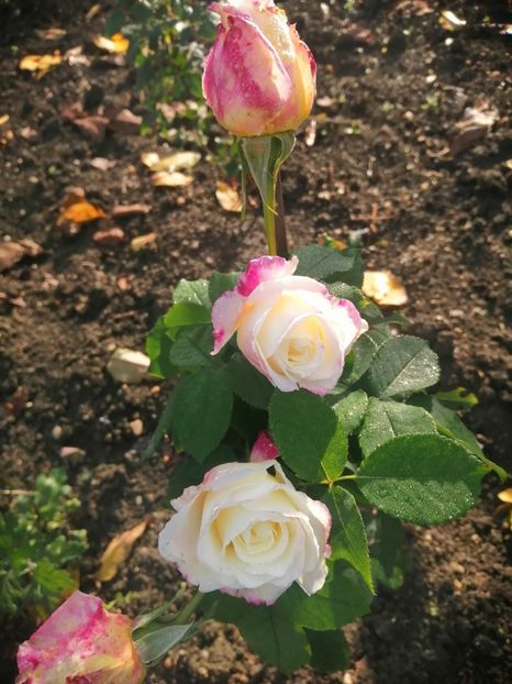  - Trandafiri 2020_2022 2023