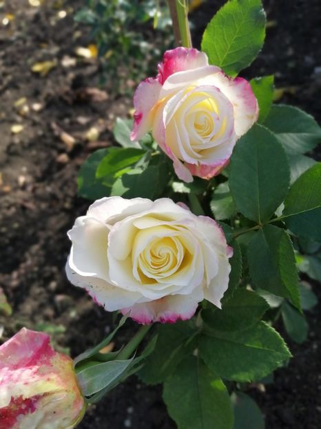  - Trandafiri 2020_2022 2023