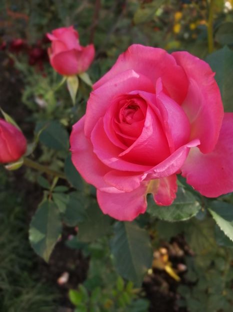  - Trandafiri 2020_2022 2023