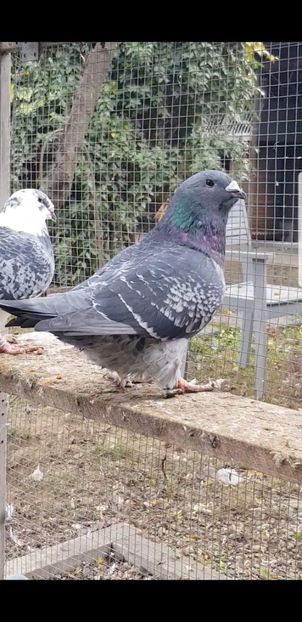 Vito M2020 - Pui 2020