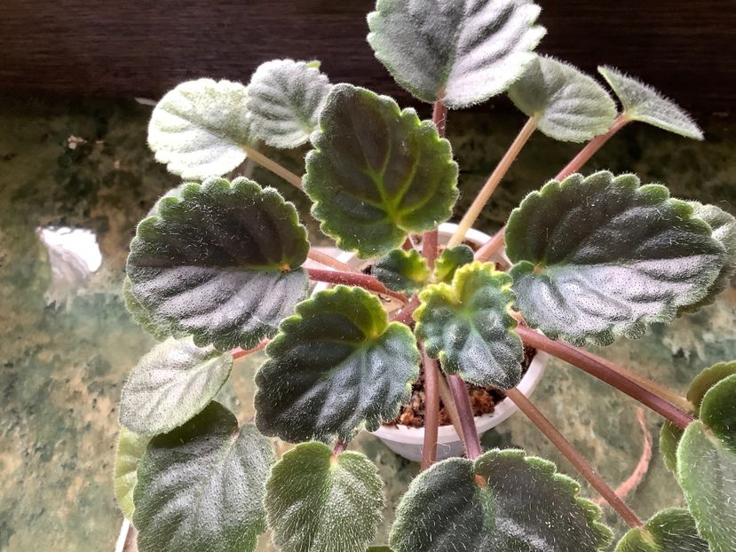 C651B27A-4DFF-4656-84E9-9D6B8BFE0F5F - Mac s Scorching Sun