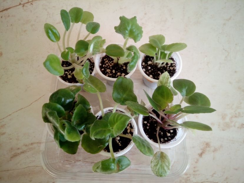 PT Fiona, Feja, LE Chateux Brion, Ajohn s Raquel, RS Duchess si EK ShankhaiscKaia - 1Toamna 2020