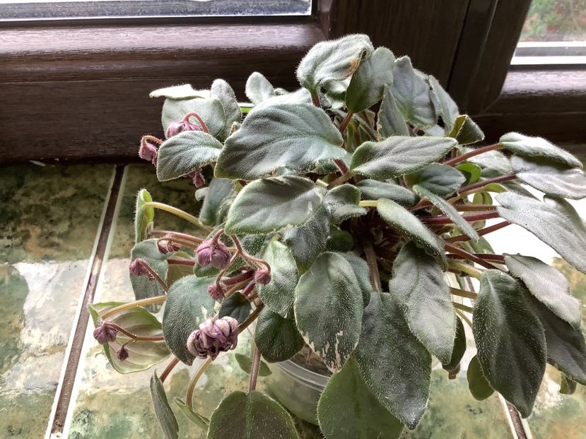 BB4CA30A-E8AA-4B1F-A4F8-2C6271D07F64 - LE Rosé Noire