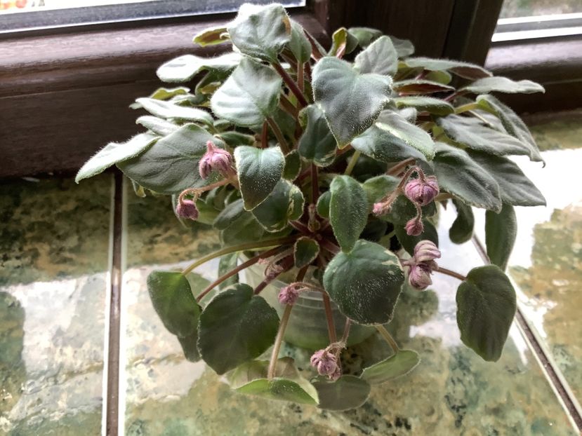 D3A3A349-5FD4-4417-848D-CF99C7BE0F0D - LE Rosé Noire