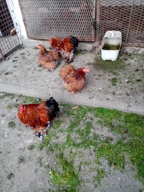  - COCHINCHINA PITIC PORTELAN 2020