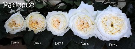 Patience-1 - PATIENCE