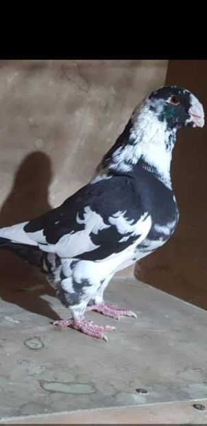 Screenshot_20201106-142410_Gallery - ACHIZITI PENTRU 2021