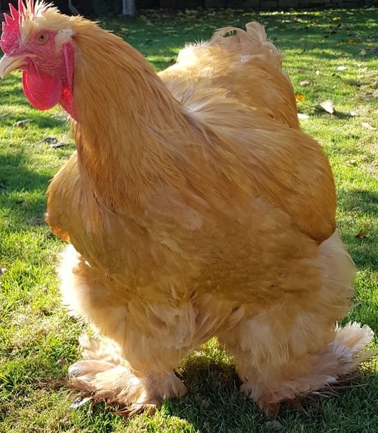  - Cochin galben 2021