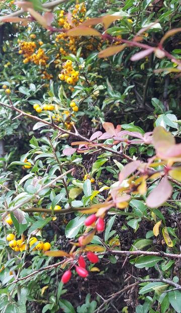 Berberis si pyracantha - Noiembrie 2020