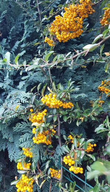 Pyracantha-fructe - Noiembrie 2020