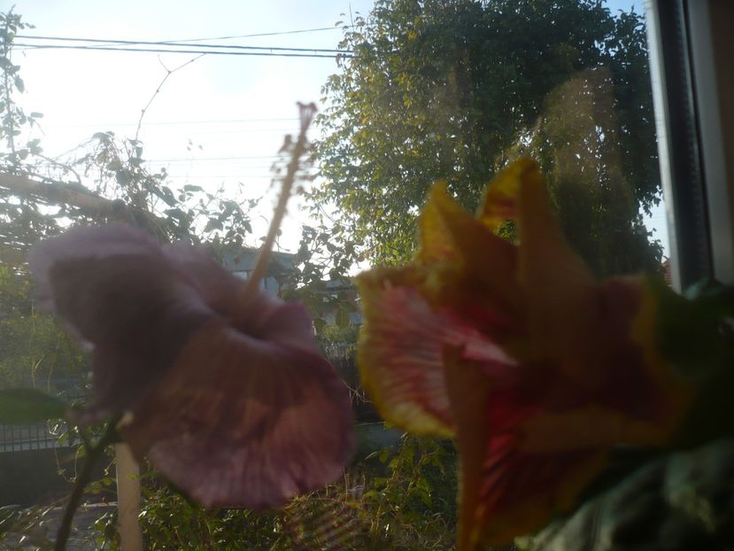 P1470122 - HIBISCUSI 2020-5