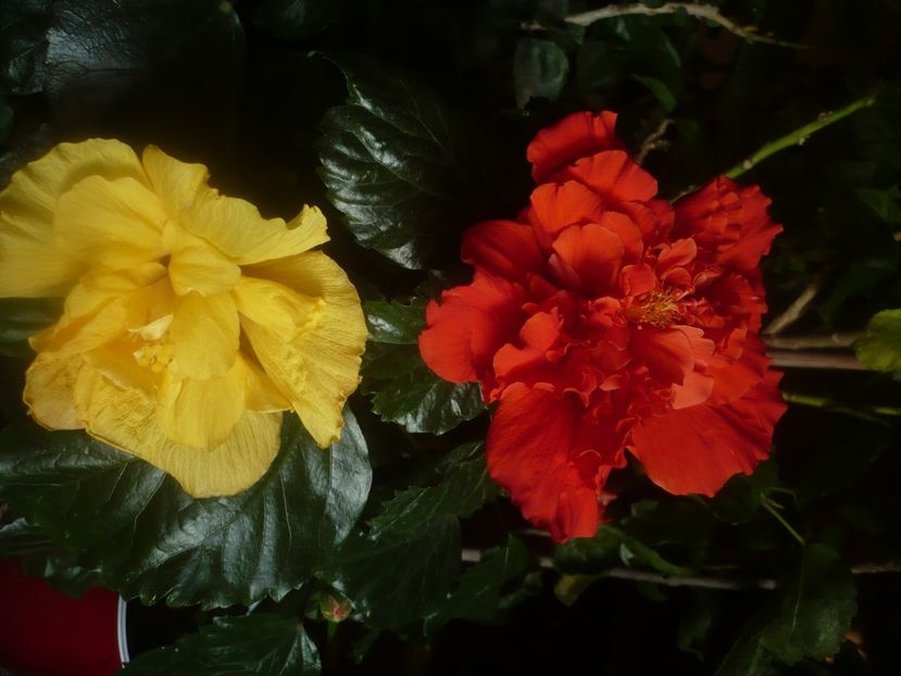 P1470126 - HIBISCUSI 2020-5