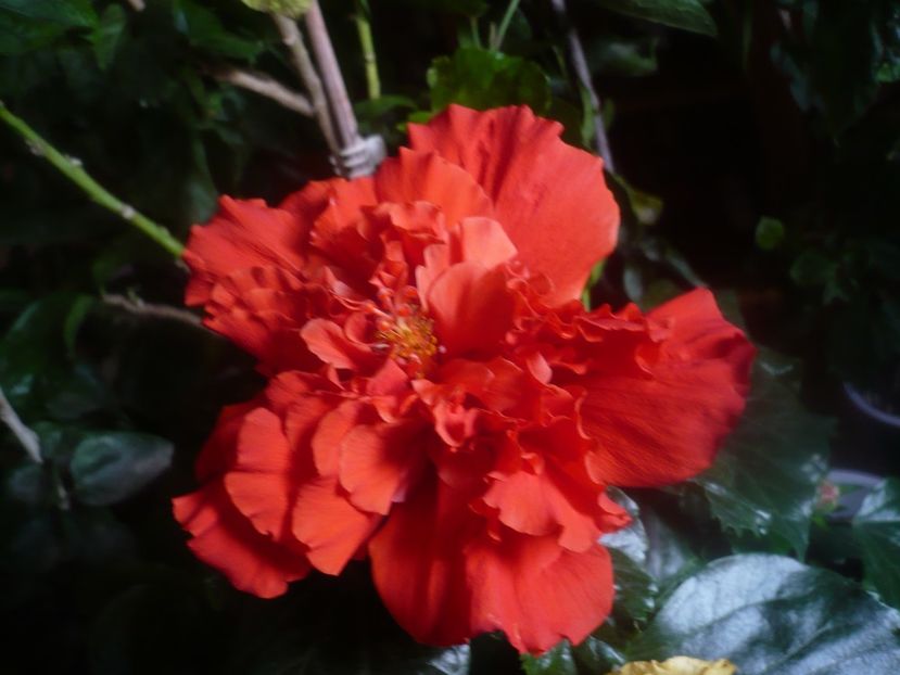 P1470127 - HIBISCUSI 2020-5