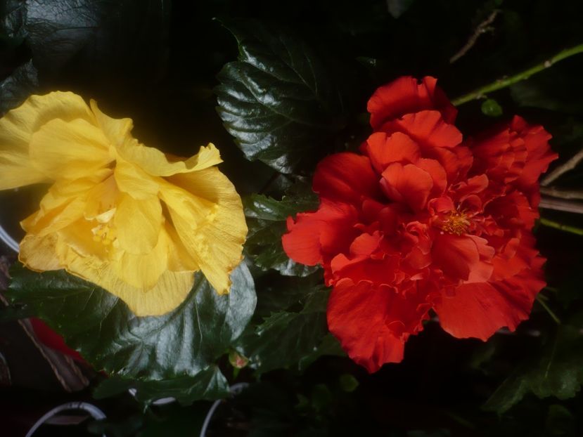 P1470129 - HIBISCUSI 2020-5