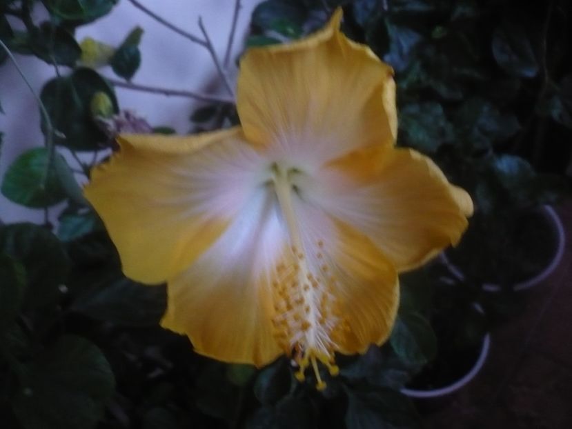 P1470130 - HIBISCUSI 2020-5