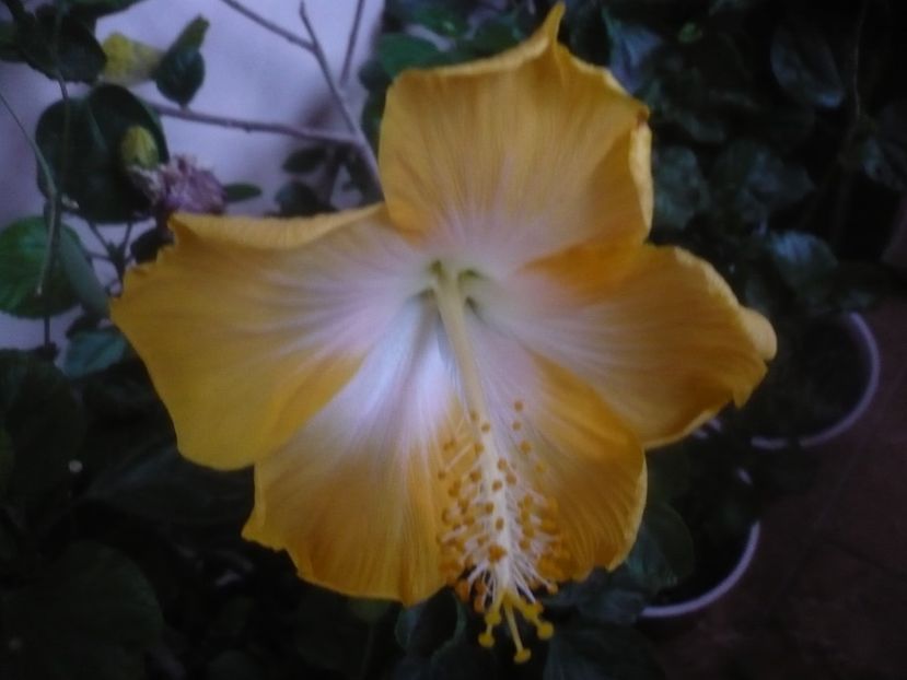 P1470131 - HIBISCUSI 2020-5