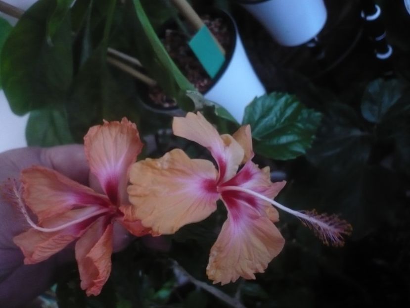 P1470133 - HIBISCUSI 2020-5