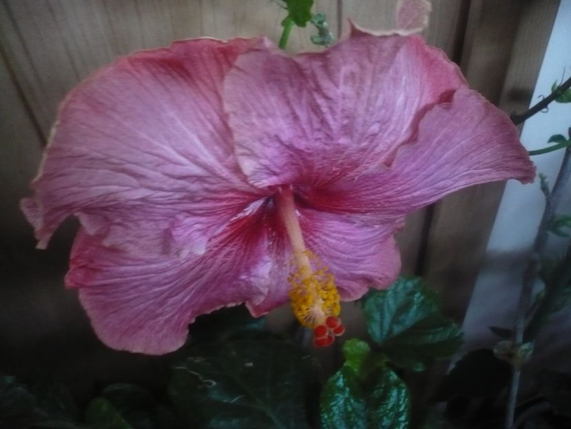 P1470135 - HIBISCUSI 2020-5