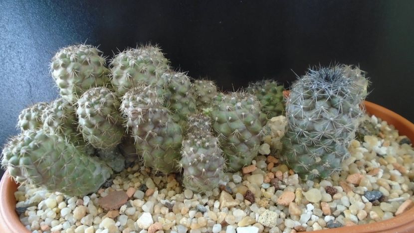 Grup de Copiapoa - Cactusi 2020 evolutie vara bis