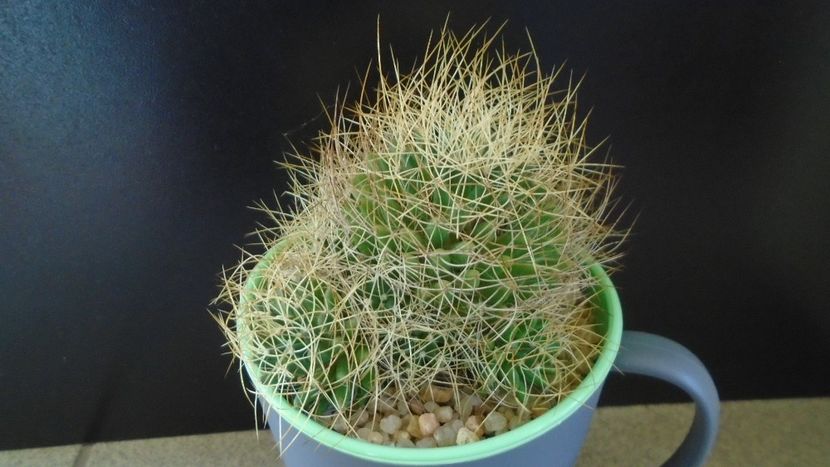 Mammillaria decipiens ssp. camptotricha - Cactusi 2020 evolutie vara bis