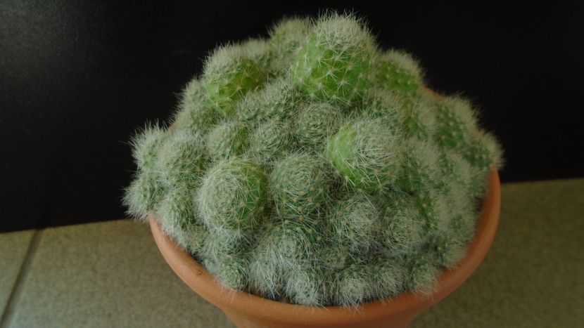 Rebutia cv. sunrise - Cactusi 2020 evolutie vara bis