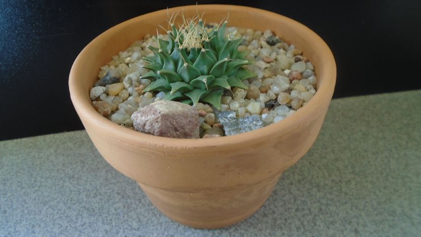 Obregonia denegrii - Cactusi 2020 evolutie vara bis